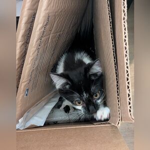 My new kitten, Kitt Jagger